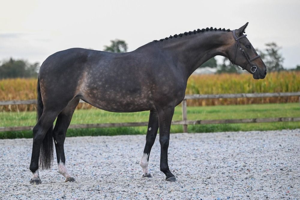 KWPN springpaard Merrie 10 jaar Donkerbruin te koop - Hoofdfoto
