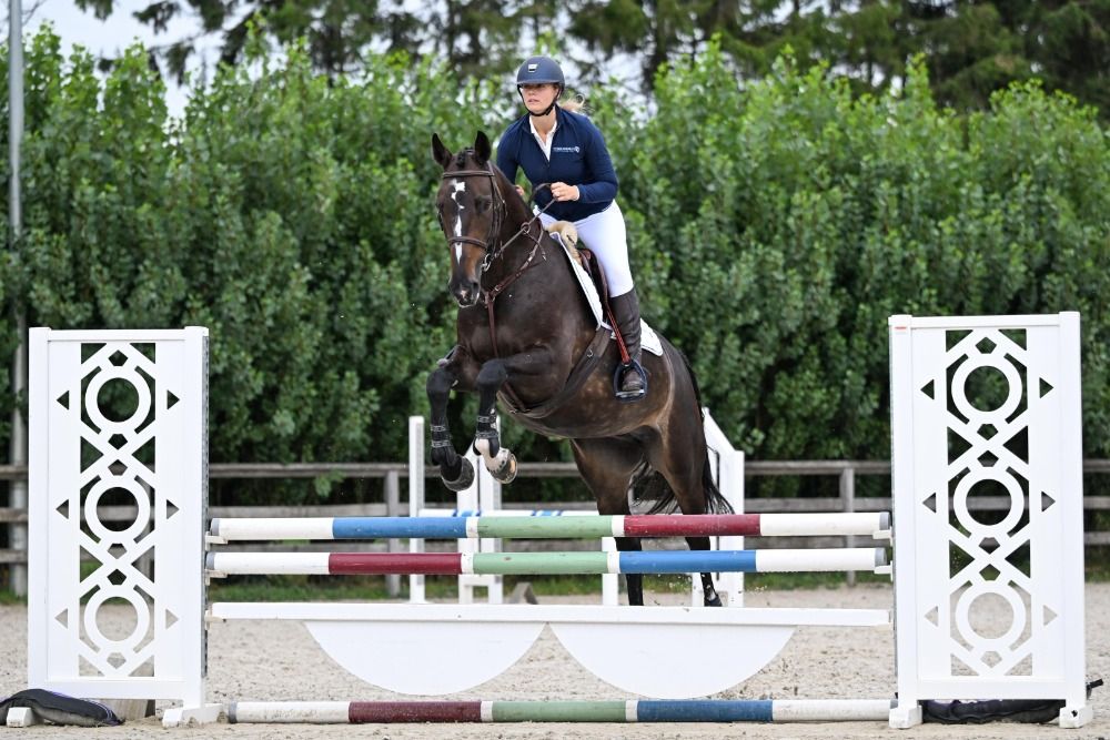 KWPN springpaard Merrie 10 jaar Donkerbruin te koop - Foto 4