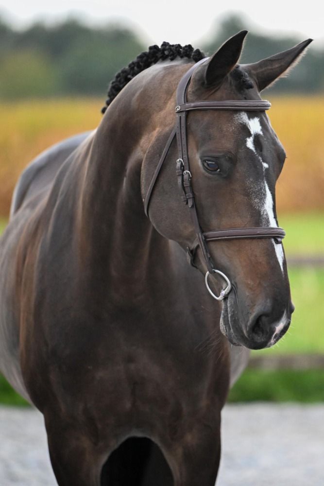 KWPN springpaard Merrie 10 jaar Donkerbruin te koop - Foto 2