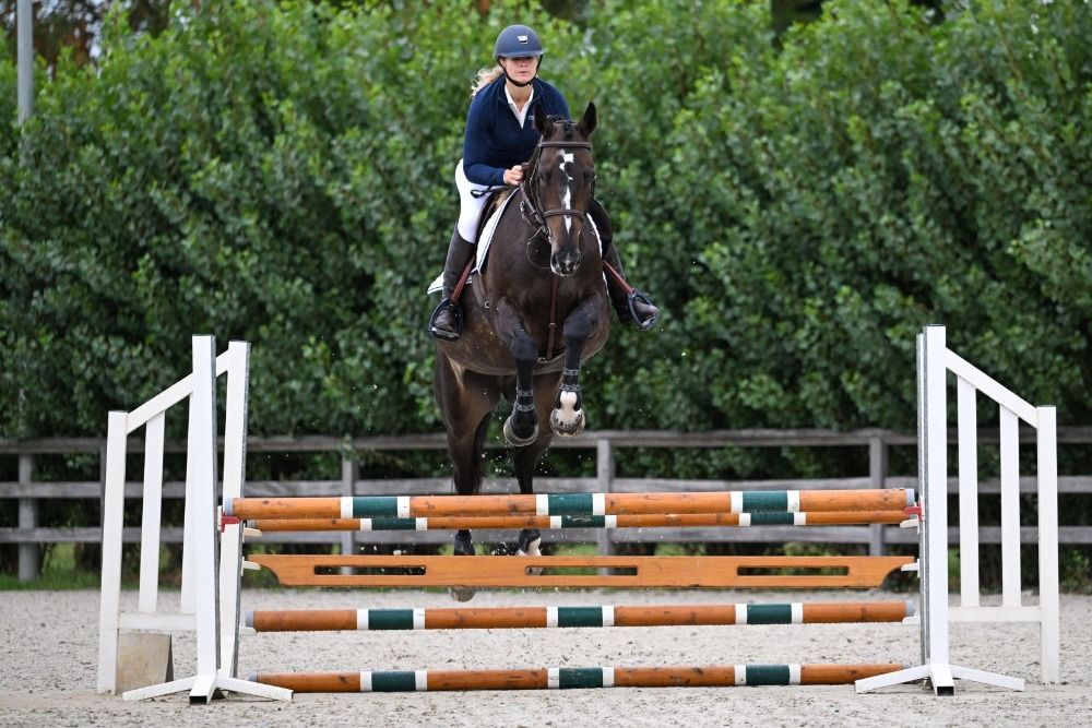 KWPN springpaard Merrie 10 jaar Donkerbruin te koop - Foto 5