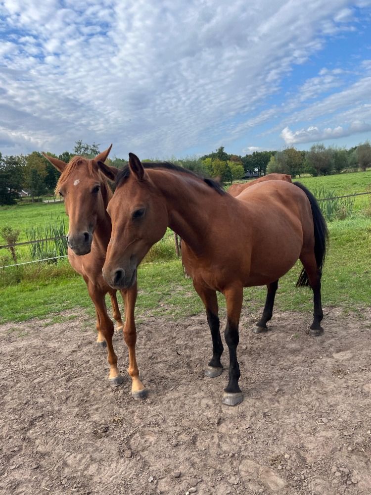 KWPN springpaard Merrie 1 jaar te koop - Foto 5