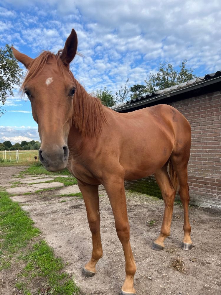 KWPN springpaard Merrie 1 jaar te koop - Hoofdfoto