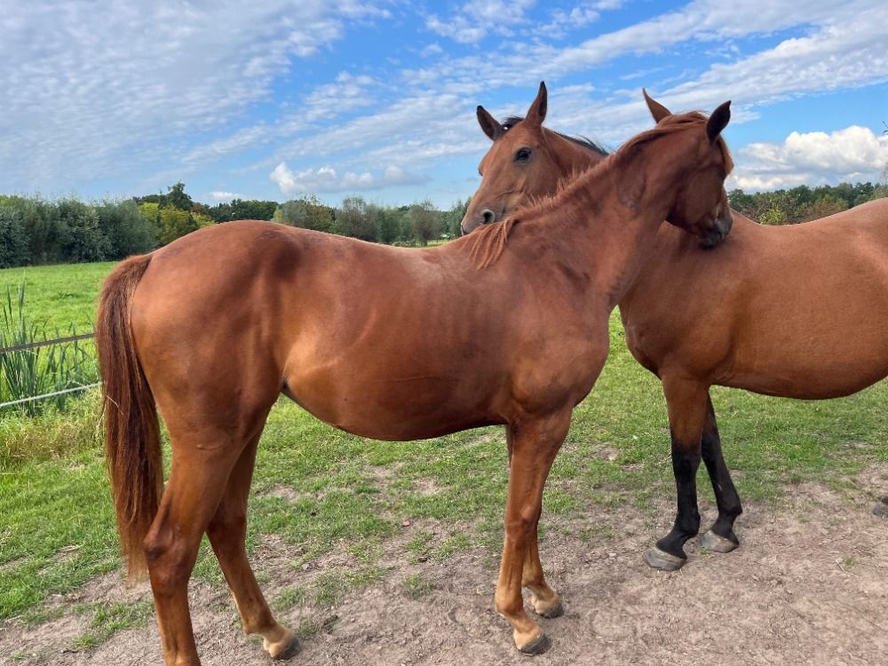 KWPN springpaard Merrie 1 jaar te koop - Foto 2