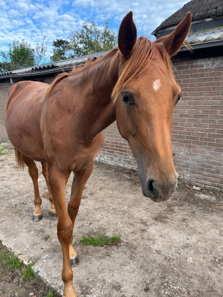 KWPN springpaard Merrie 1 jaar te koop - Foto 3