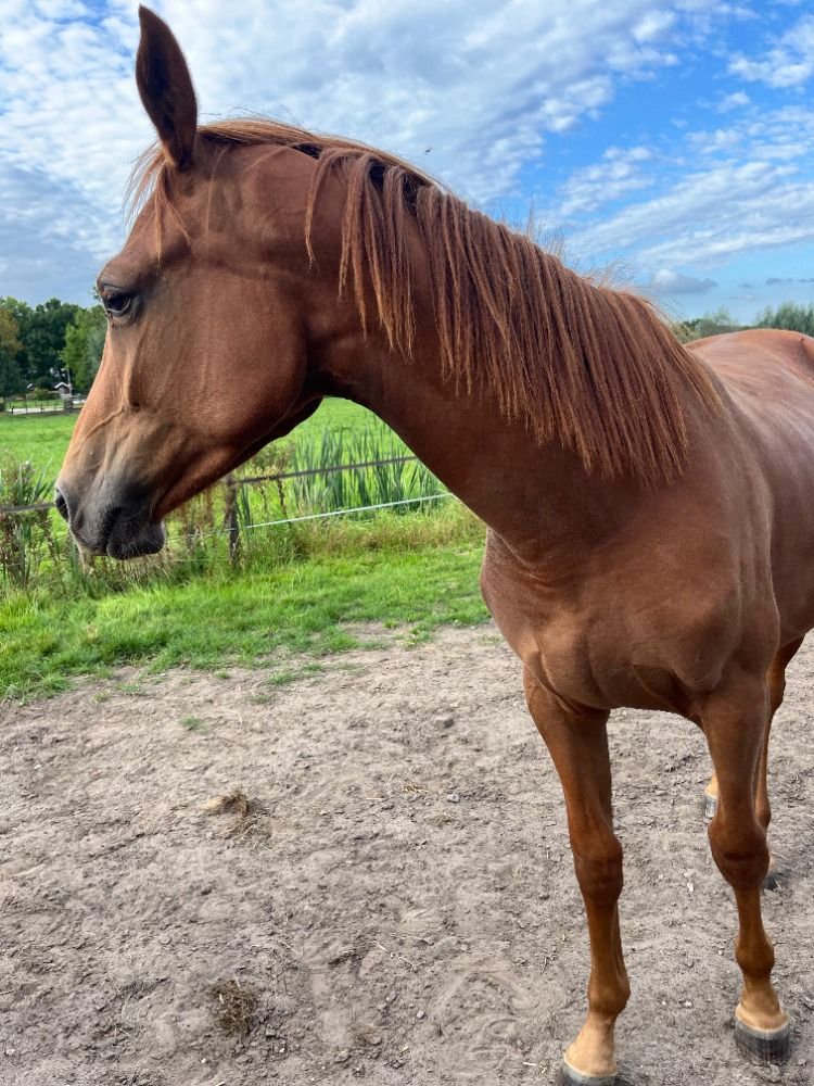 KWPN springpaard Merrie 1 jaar te koop - Foto 4