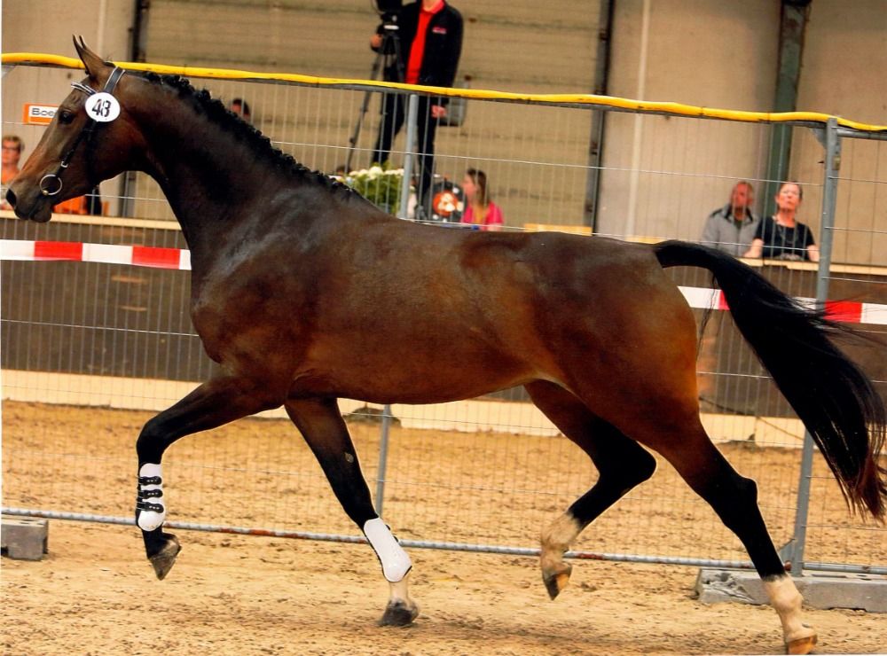 KWPN dressuurpaard Merrie 8 lat Donkerbruin na sprzedaż - Zdjęcie 3
