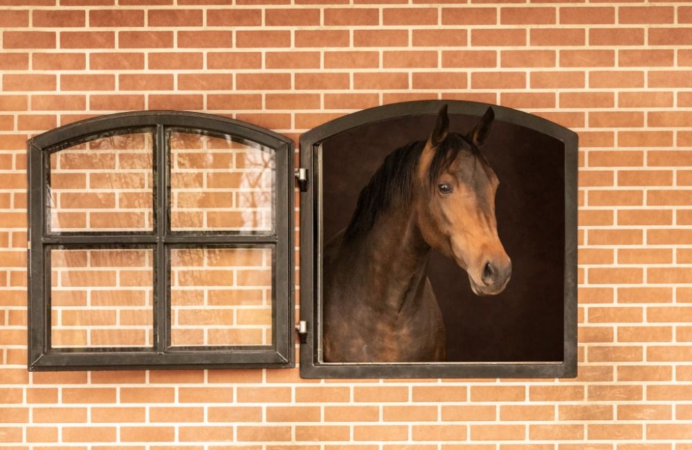 KWPN dressuurpaard Merrie 8 lat Donkerbruin na sprzedaż - Zdjęcie 2