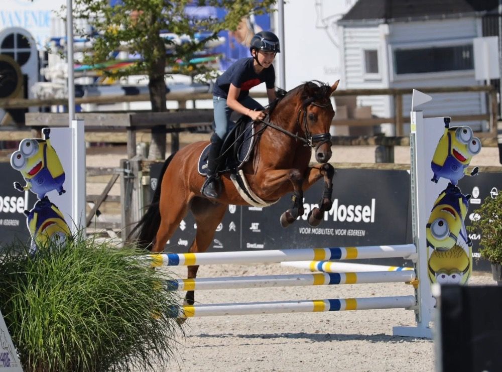 BWP allrounder 5 jaar Bruin te koop - Foto 3