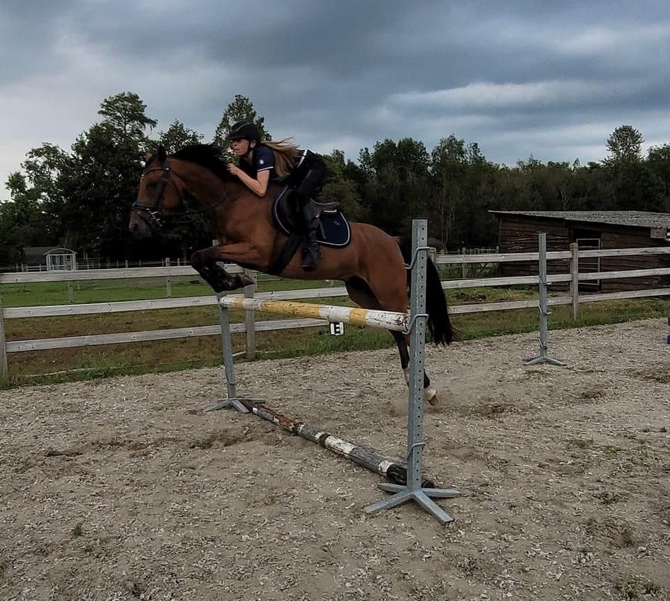 BWP allrounder 5 jaar Bruin te koop - Foto 2