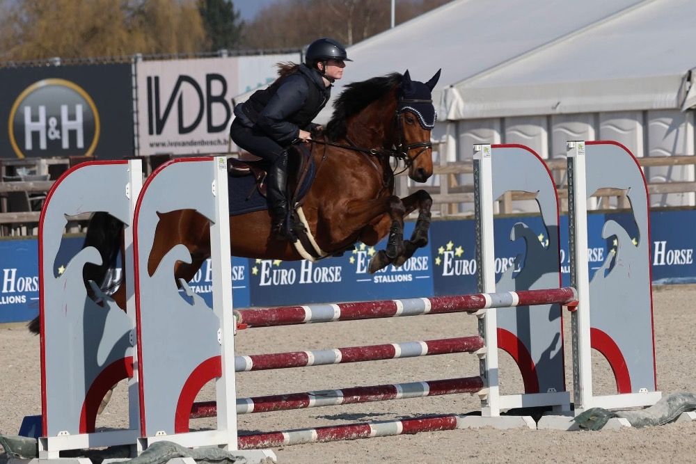 BWP allrounder 5 jaar Bruin te koop - Foto 4