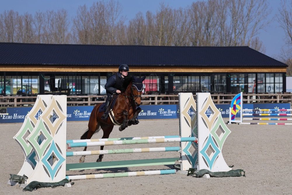 BWP allrounder 5 jaar Bruin te koop - Foto 5