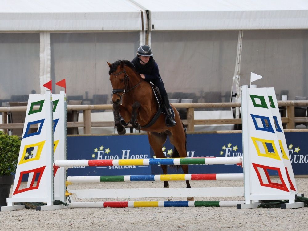 BWP allrounder 5 jaar Bruin te koop - Foto 6