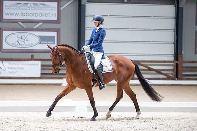 KWPN dressuurpaard Merrie 9 jaar Bruin te koop - Hoofdfoto