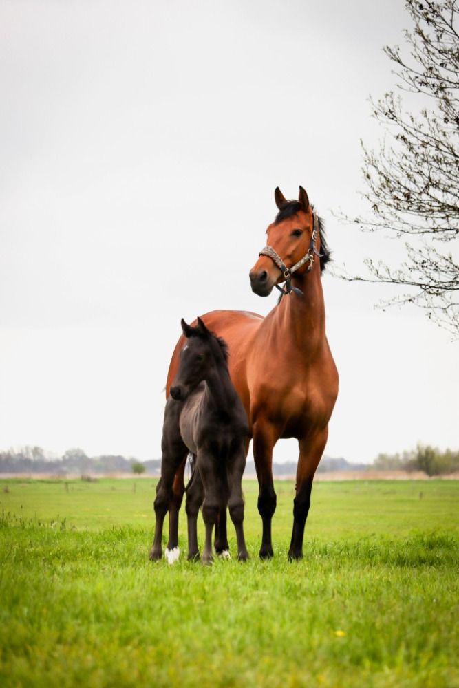 KWPN dressuurpaard Merrie 9 jaar Bruin te koop - Foto 2