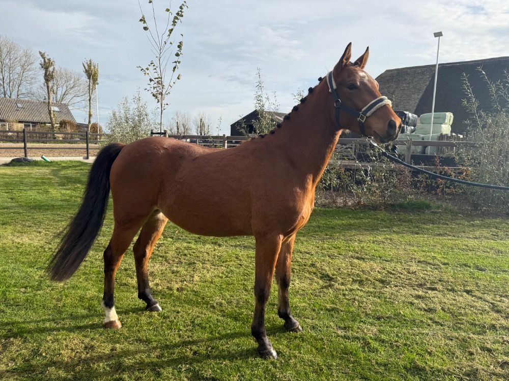 Nice young New Forest pony for sale