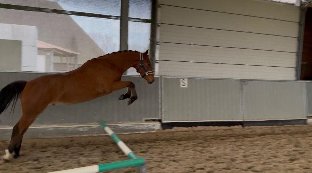 New Forest allround-pony Ruin 3 years old Bruin for sale - Photo 3