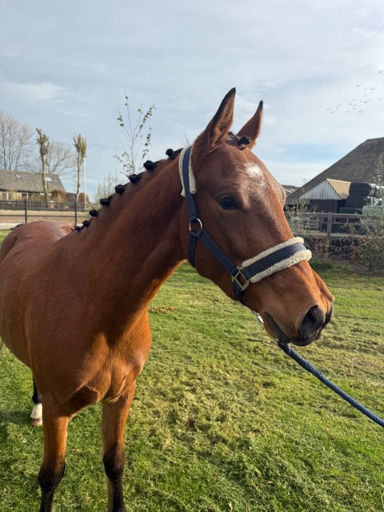 New Forest allround-pony Ruin 3 years old Bruin for sale - Photo 4