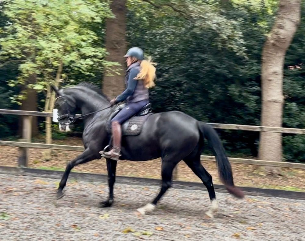 KWPN dressuurpaard Merrie 7 jaar Zwart te koop - Foto 2
