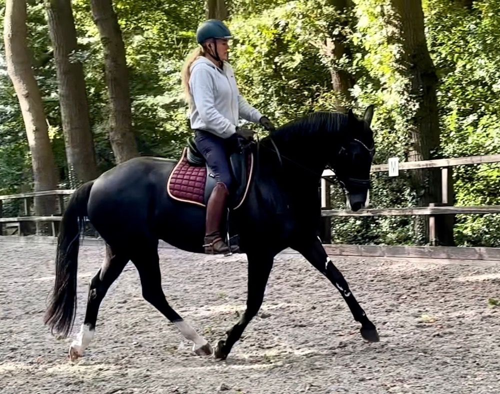 KWPN dressuurpaard Merrie 7 jaar Zwart te koop - Foto 4