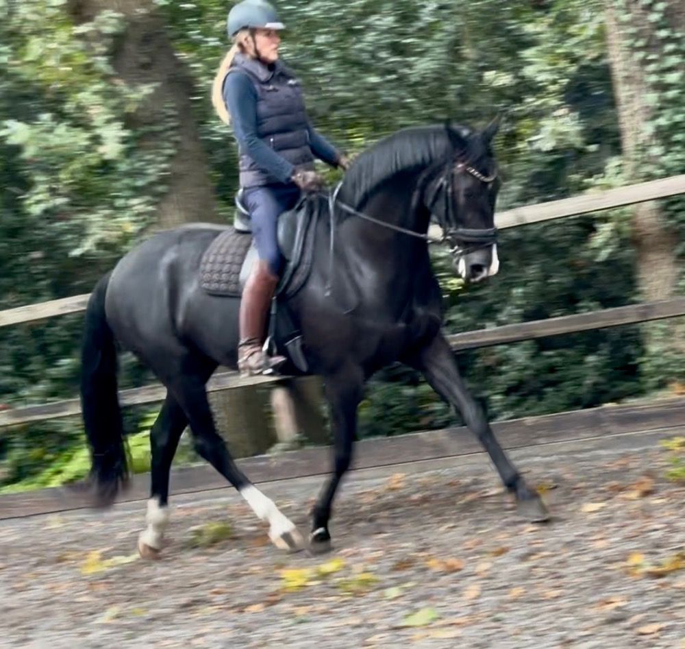 KWPN dressuurpaard Merrie 7 jaar Zwart te koop - Foto 3