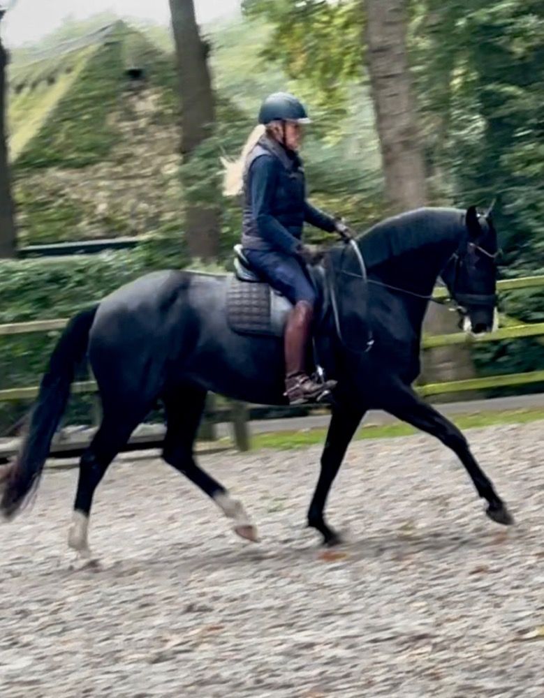 KWPN dressuurpaard Merrie 7 jaar Zwart te koop - Hoofdfoto