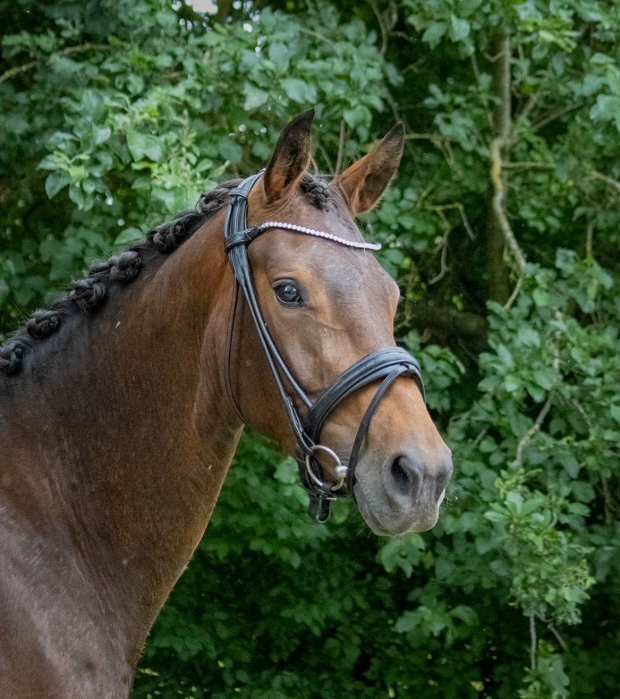 BWP dressuurpaard 3 jaar Bruin te koop - Hoofdfoto