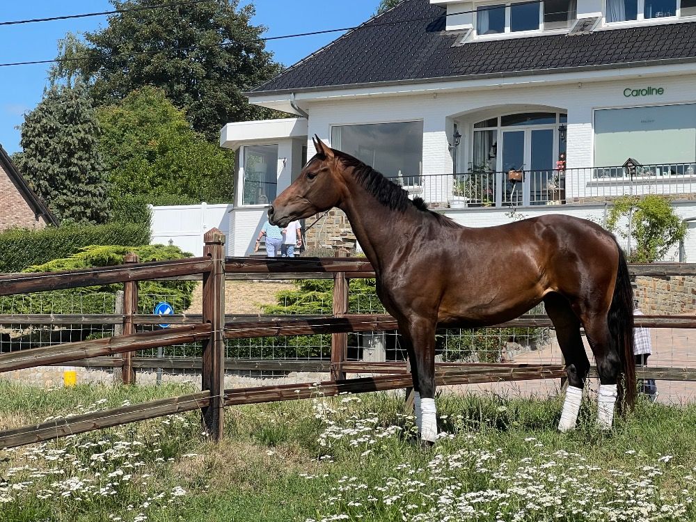 BWP dressuurpaard 3 jaar Bruin te koop - Foto 2