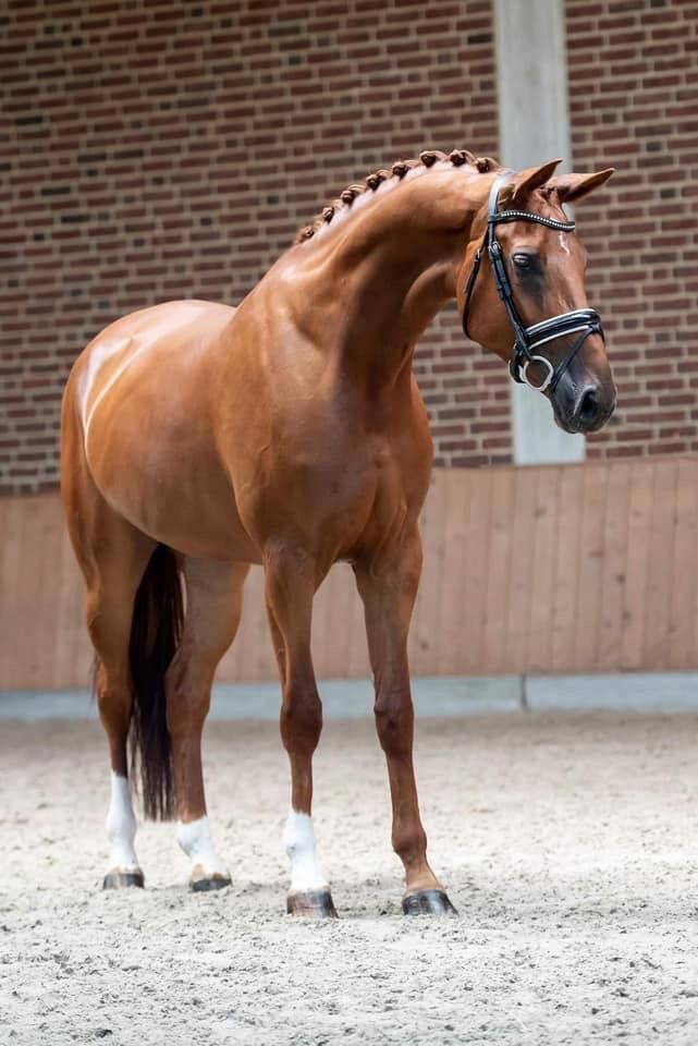 fokmerrie Merrie 11 jaar Vos te koop - Hoofdfoto