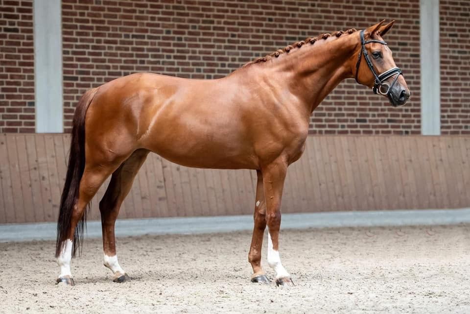 fokmerrie Merrie 11 jaar Vos te koop - Foto 2