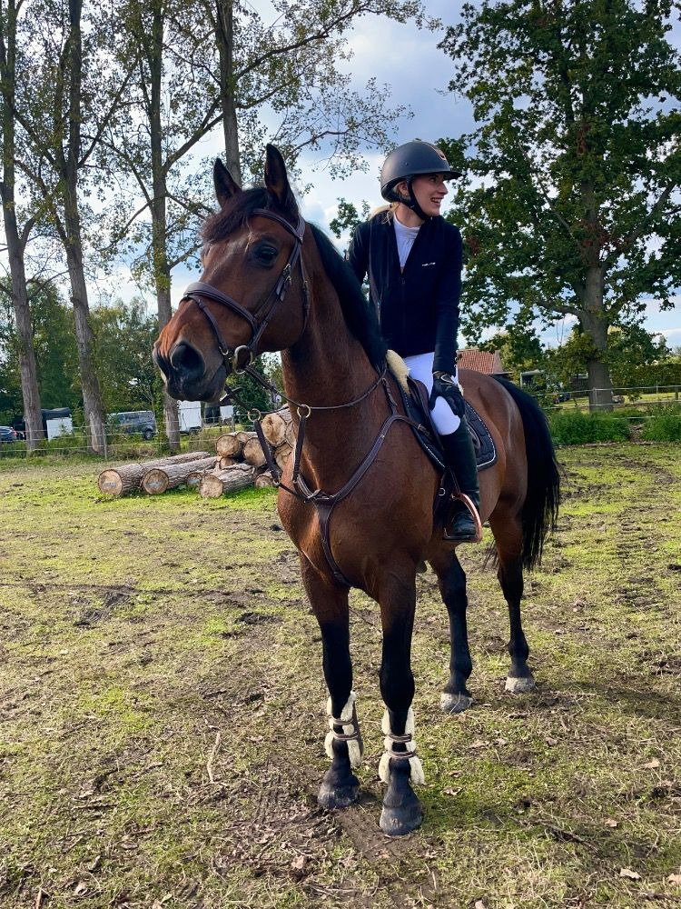 BWP springpaard Ruin 13 jaar Bruin te koop - Hoofdfoto