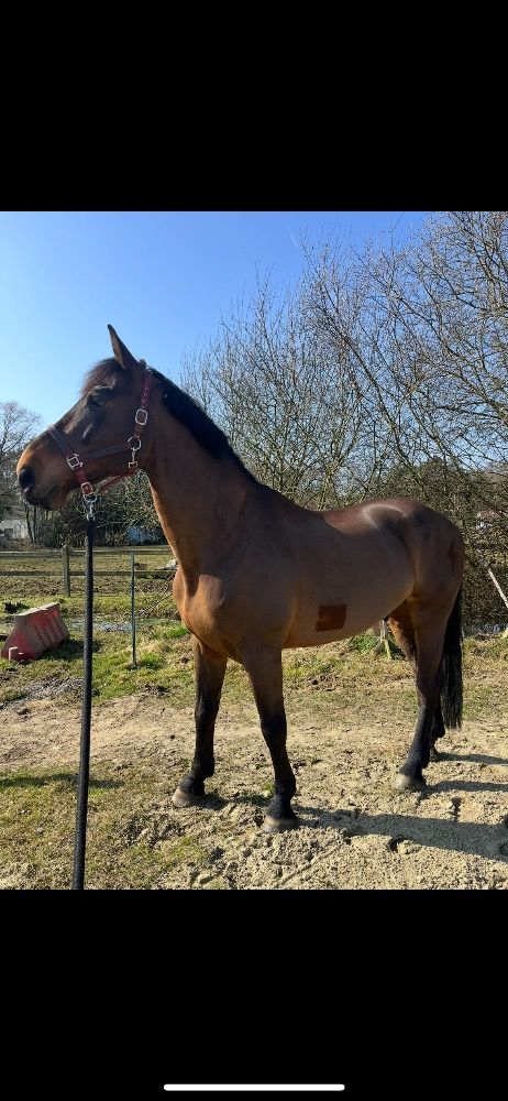 BWP springpaard Ruin 13 jaar Bruin te koop - Foto 6