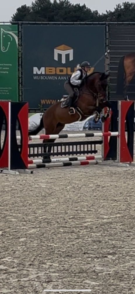 BWP springpaard Ruin 13 jaar Bruin te koop - Foto 2