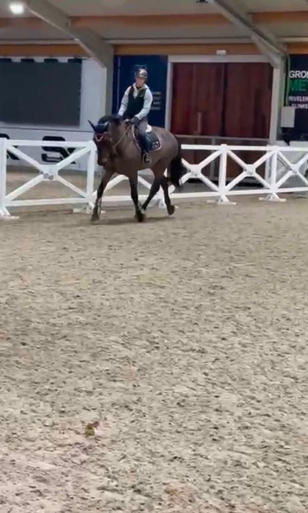 BWP springpaard Ruin 13 jaar Bruin te koop - Foto 5