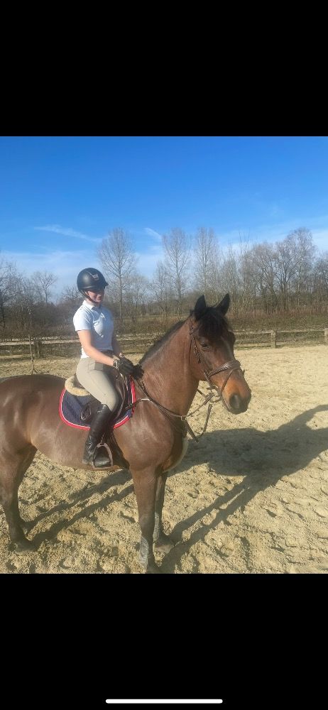 BWP springpaard Ruin 13 jaar Bruin te koop - Foto 3