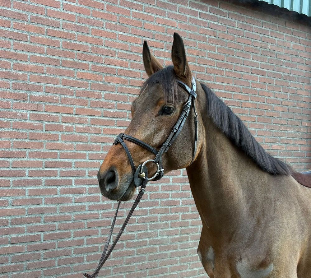 Te Koop 8 jarige Cohinoor merrie