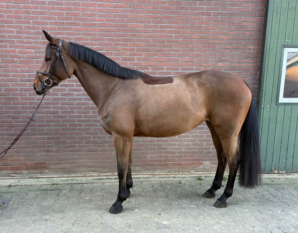 KWPN springpaard Merrie 8 anni Bruin in vendita - Foto 2