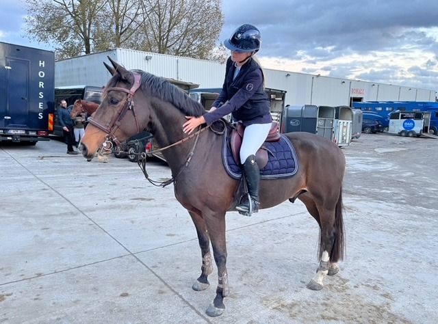 KWPN springpaard Ruin 9 jaar Bruin te koop - Foto 2