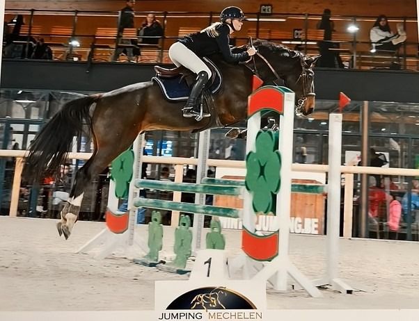 KWPN springpaard Ruin 9 jaar Bruin te koop - Hoofdfoto
