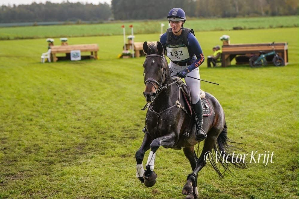 kwpn eventingpaard merrie 6 ans donkerbruin à vendre - Photo 4