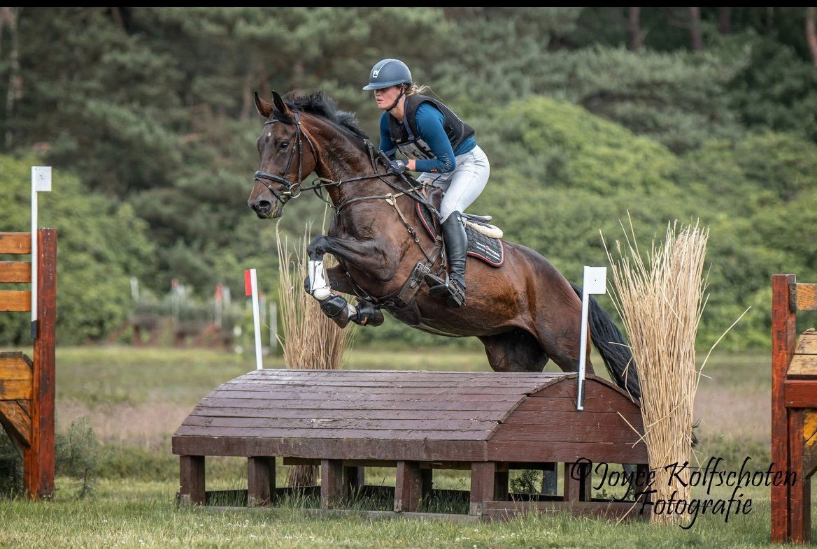 kwpn eventingpaard merrie 6 ans donkerbruin à vendre - Photo 2