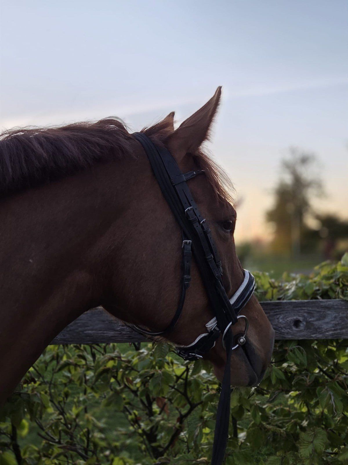 kwpn paard merrie 5 jaar vos te koop - Foto 3