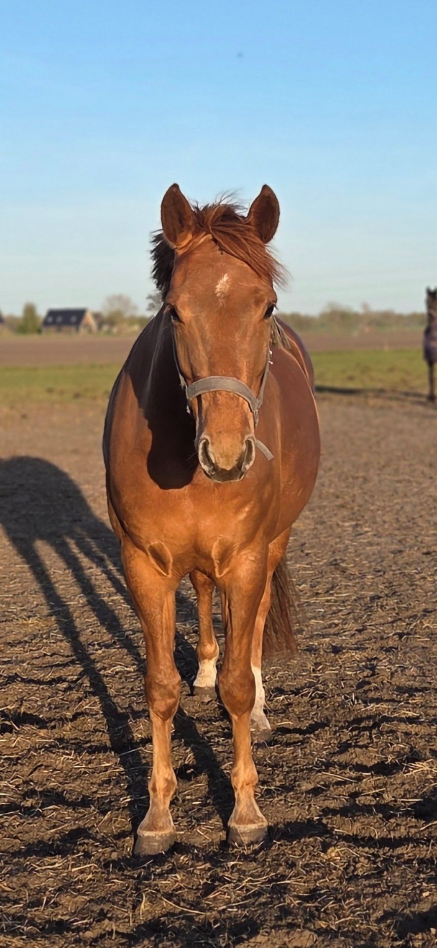 kwpn paard merrie 5 jaar vos te koop - Foto 2
