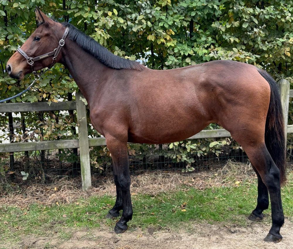 BWP springpaard Merrie 2 jaar Bruin te koop - Hoofdfoto