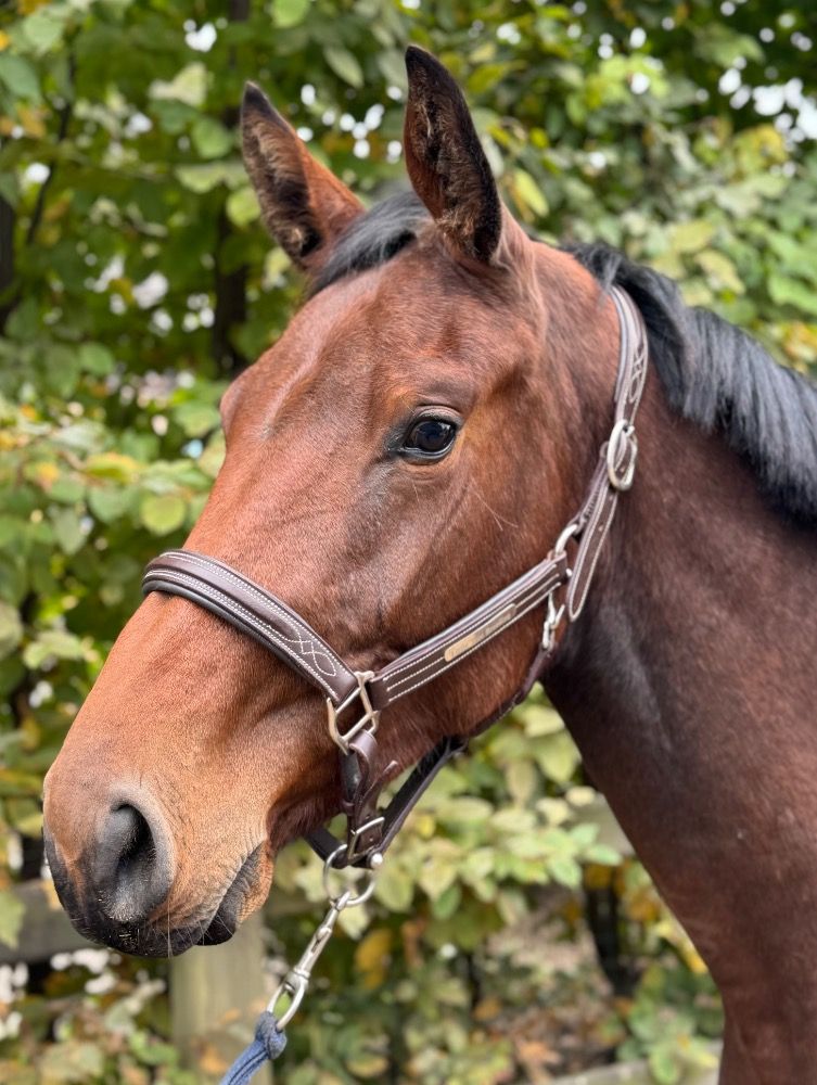 BWP springpaard Merrie 2 jaar Bruin te koop - Foto 3