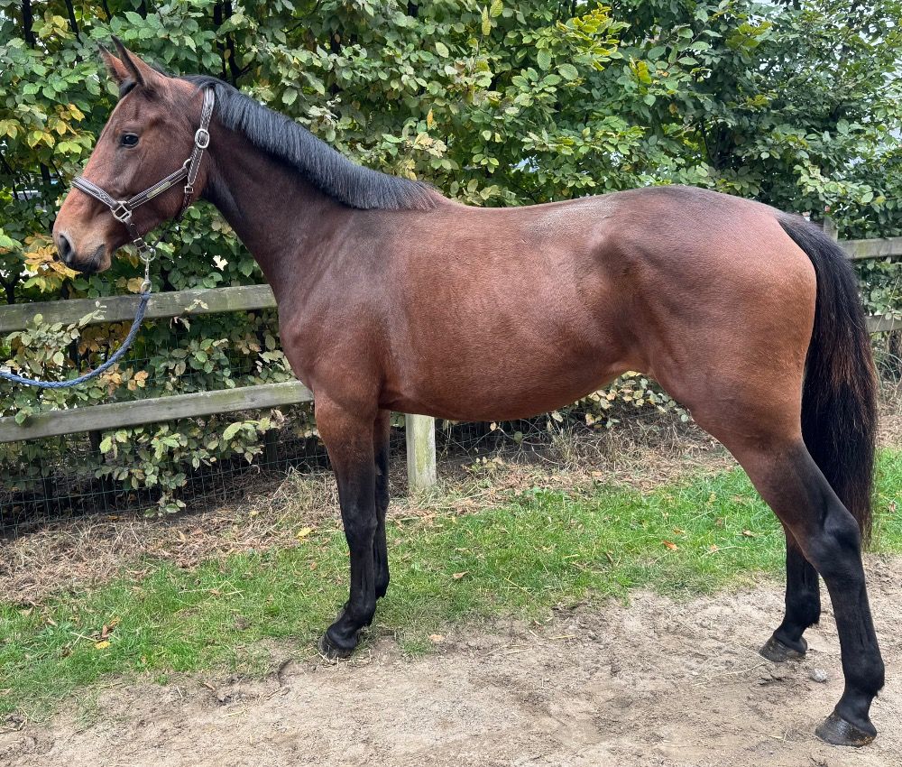 BWP springpaard Merrie 2 jaar Bruin te koop - Foto 2