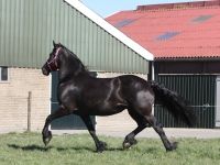 Friesian passeggiate/trekking, sella mare 19 anni (nata nel 2007) years old for sale - Photo 2