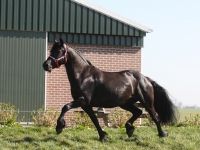 Friesian passeggiate/trekking, sella mare 19 anni (nata nel 2007) years old for sale - Photo 3