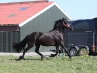 Friesian passeggiate/trekking, sella mare 19 anni (nata nel 2007) years old for sale - Photo 4
