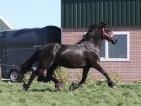Friesian passeggiate/trekking, sella mare 19 anni (nata nel 2007) years old for sale - Photo 5