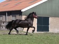 Friesian passeggiate/trekking, sella mare 19 anni (nata nel 2007) years old for sale - Photo 6